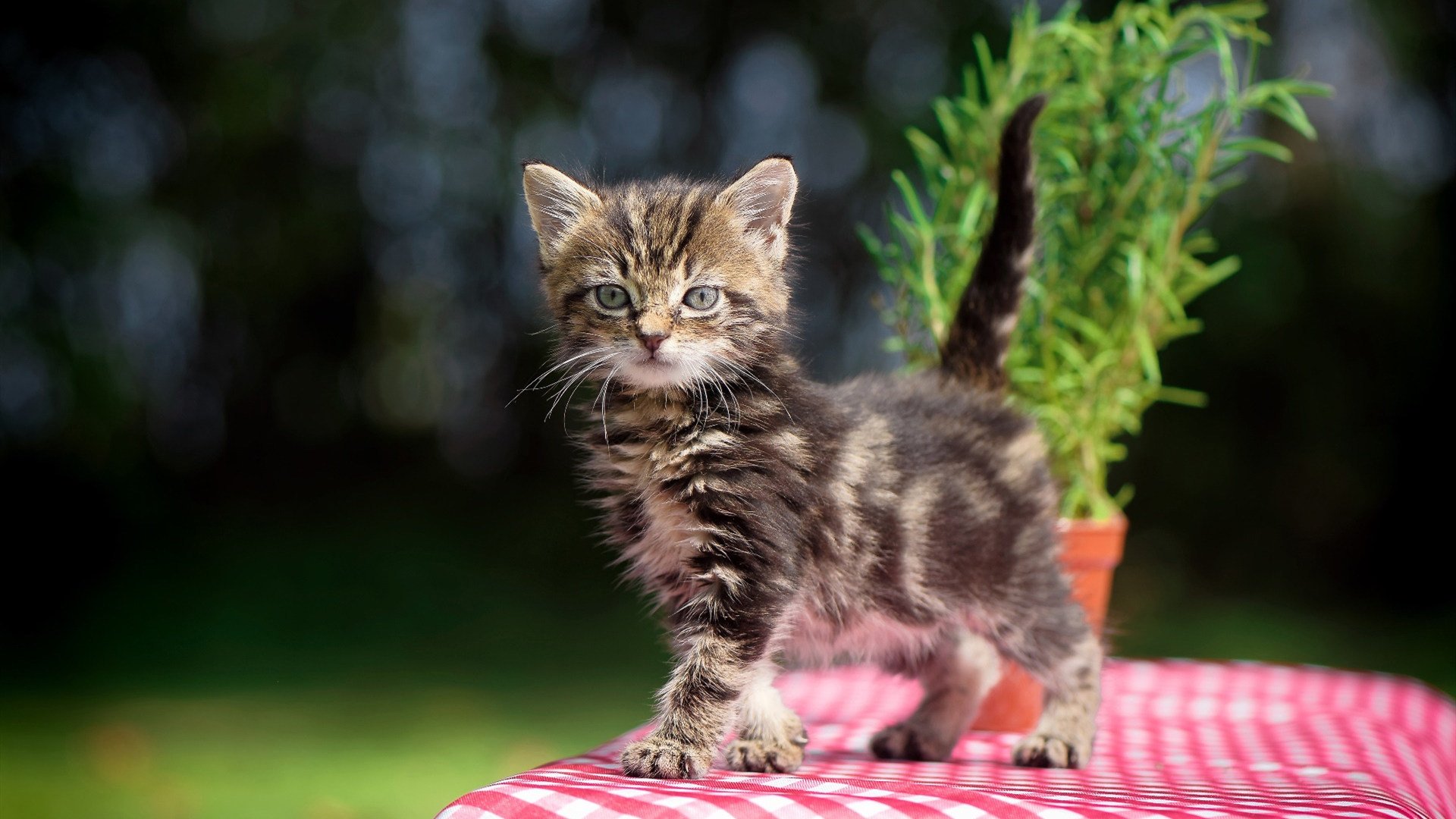 中国女篮核心球员带伤出战 展现拼搏精神，中国女篮主力队员有哪些